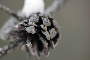 Image showing Evergreen cone close-up