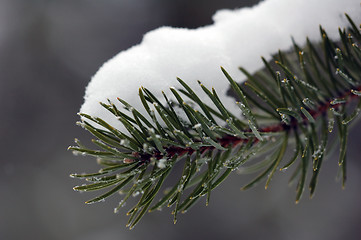 Image showing Evergreen close-up