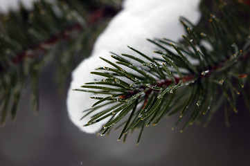 Image showing Evergreen close-up