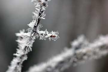 Image showing Frozen branch close-up