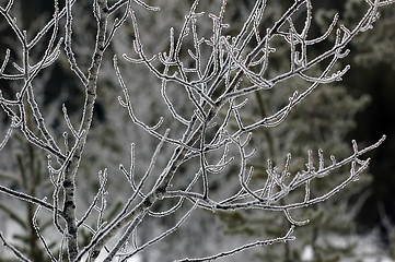 Image showing Frozen branches