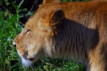 Image showing Female lion