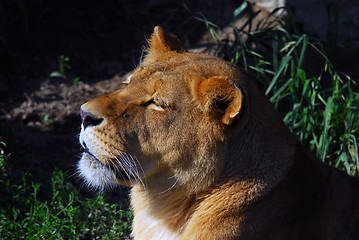 Image showing Female lion