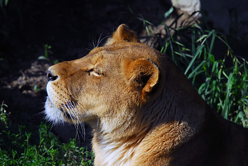 Image showing Female lion