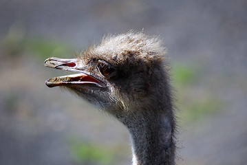 Image showing Ostrich