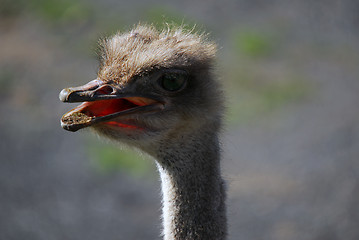 Image showing Ostrich