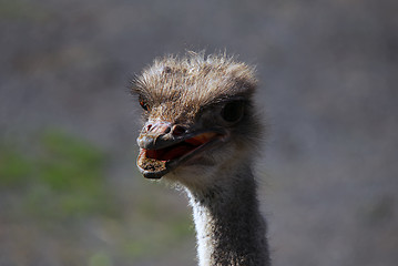 Image showing Ostrich