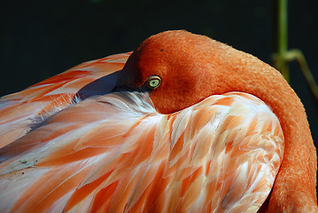 Image showing Pink Flamingo