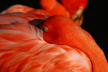 Image showing Pink Flamingo