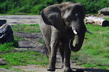 Image showing Elephant