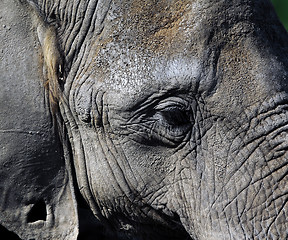 Image showing Elephant