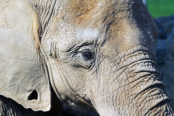 Image showing Elephant