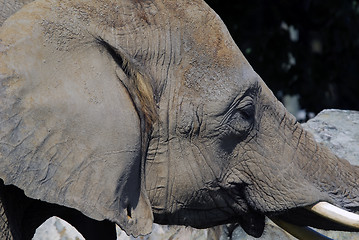 Image showing Elephant