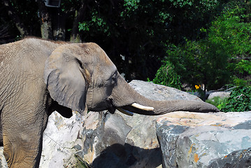 Image showing Elephant