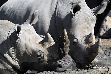 Image showing White rhinoceros