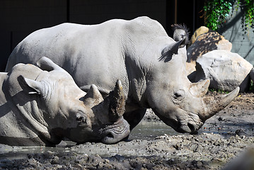 Image showing White rhinoceros