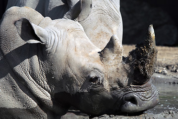 Image showing White rhinoceros