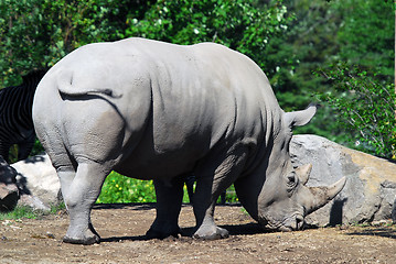 Image showing White rhinoceros