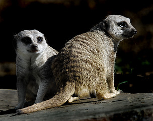 Image showing Meerkats