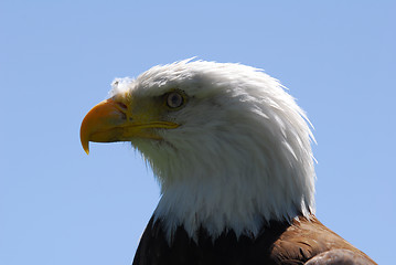 Image showing Bald Eagle