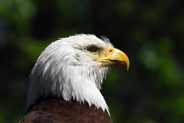 Image showing Bald Eagle