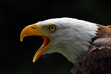 Image showing American Bald Eagle