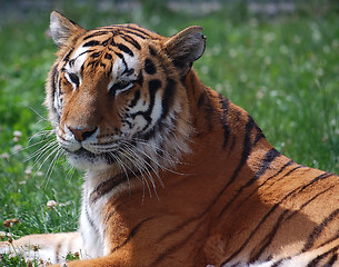 Image showing Tiger