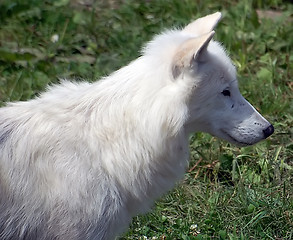 Image showing Arctic Wolf