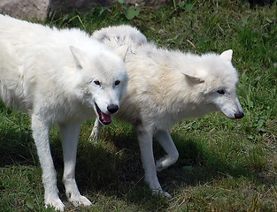 Image showing Arctic Wolf