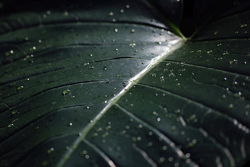 Image showing Green leaf