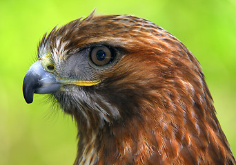 Image showing Red-tailed hawk