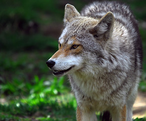 Image showing Coyote