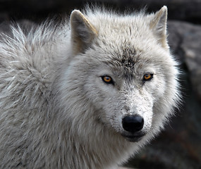 Image showing Arctic Wolf