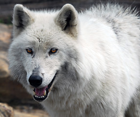 Image showing Arctic Wolf