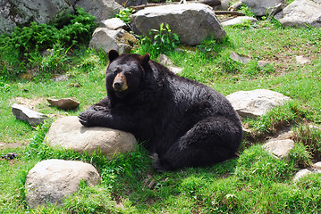 Image showing American Black Bear