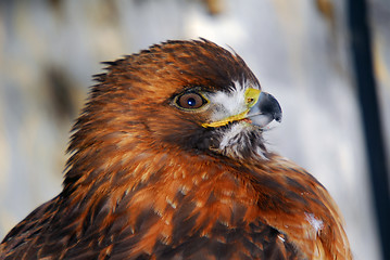 Image showing Red-tailed hawk