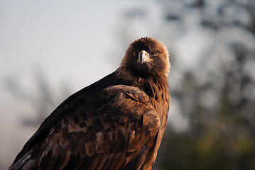 Image showing Golden Eagle