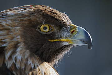 Image showing Red-tailed hawk