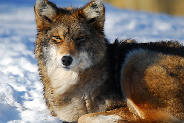 Image showing Coyote