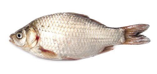 Image showing fresh fish