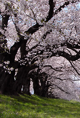 Image showing Interesting perspective under a cherry trees row in blossom-Ogawara,Japan