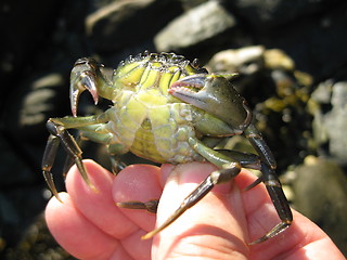 Image showing Crab 30.05.2009