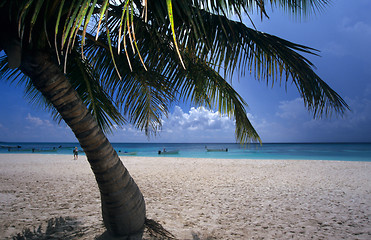 Image showing Palm tree - Saona island beach - Dominican republic