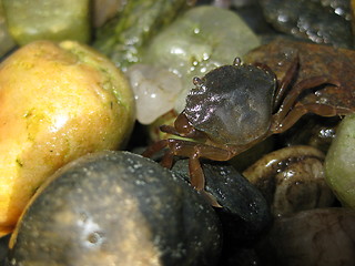 Image showing Crab 30.05.2009