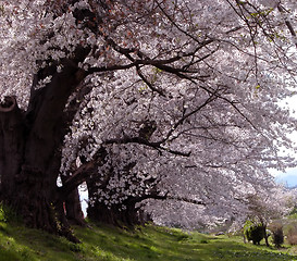 Image showing  Perspective under a cherry trees row during blossoming period-Ogawara,Japan