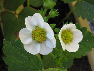 Image showing Flowers 31.05.2009