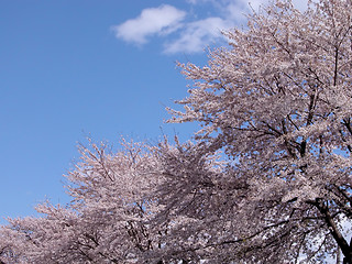 Image showing  Abstract diagonal cherry tree.You can type a message on the upper left blue part.