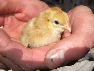 Image showing Spring chicken 31.05.2009