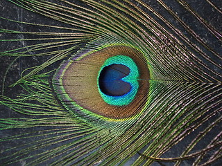 Image showing Peacock Feather