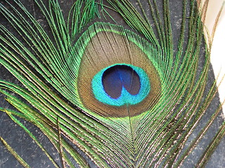 Image showing Peacock Feather2